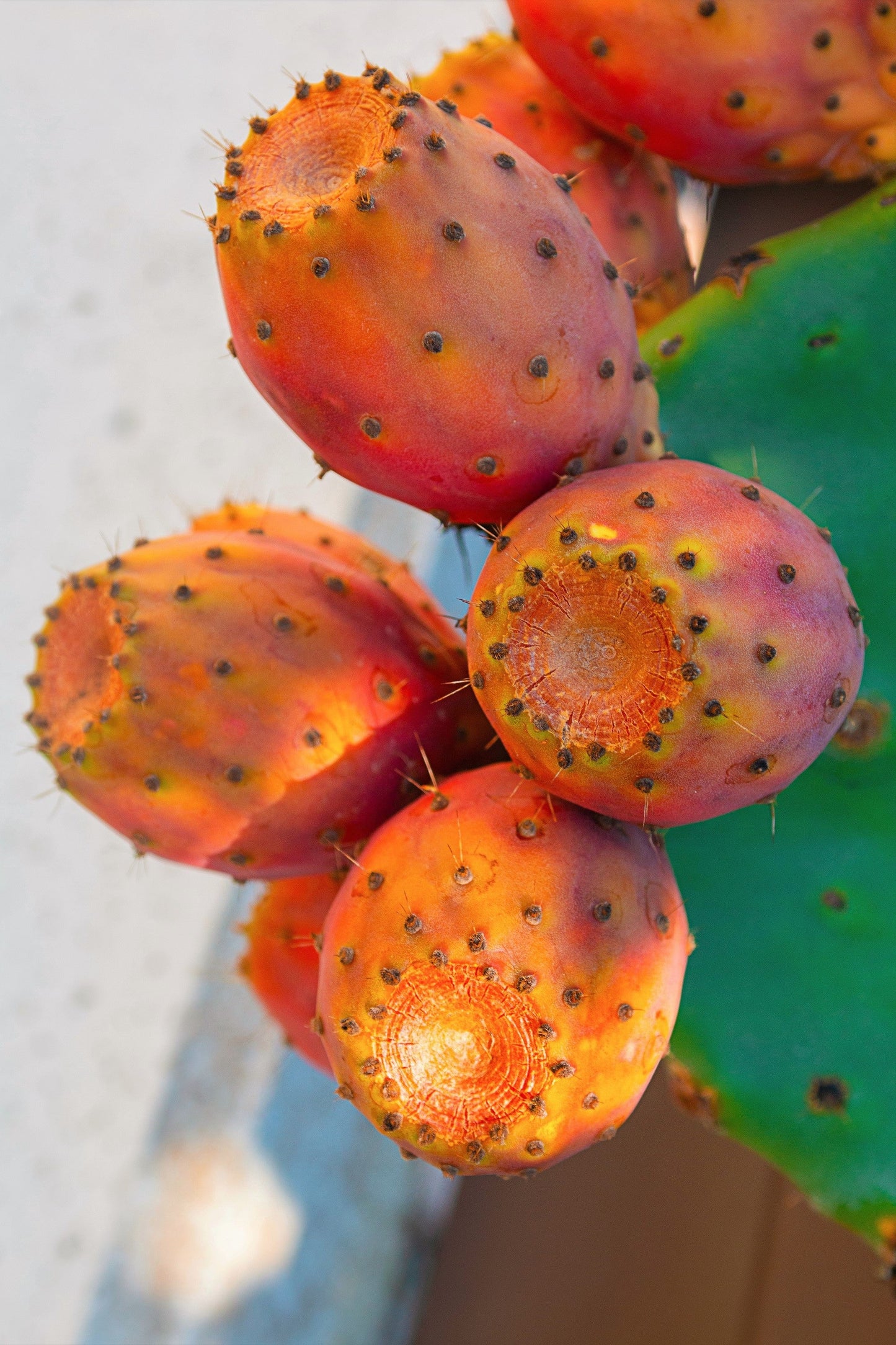 10 Orange PRICKLY PEAR CACTUS Nopal Indian Fig Opuntia Ficus-Indica Fruit Flower Seeds