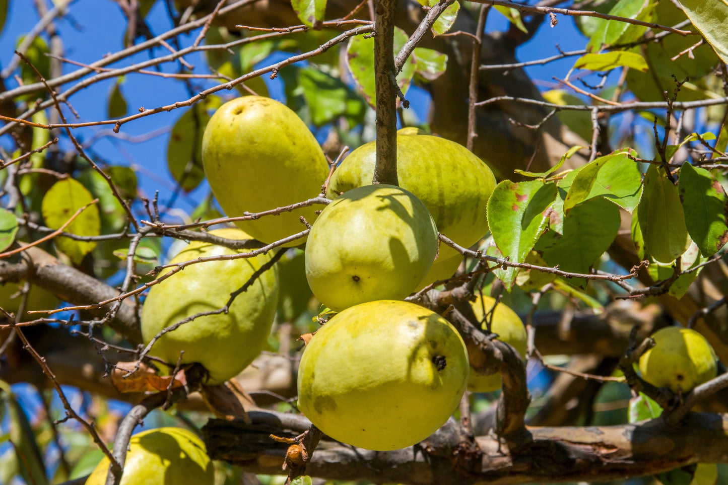 20 Chinese QUINCE FRUIT TREE Chaenomeles Sinensis Pseudocydonia Fruit Flower Seeds Thornless