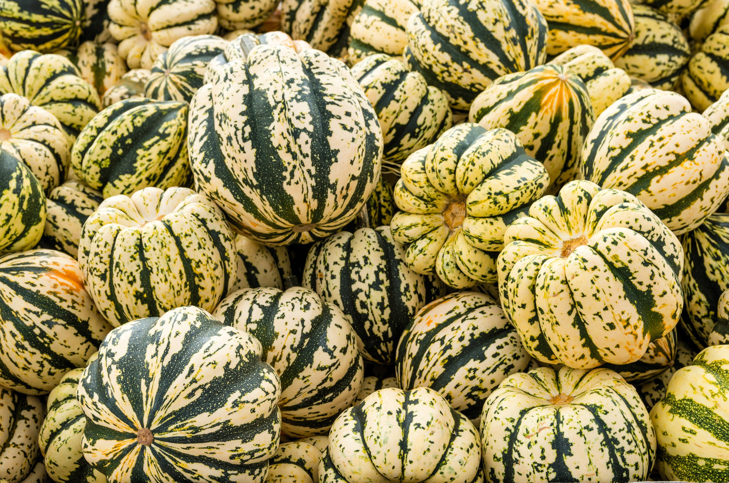 25 SWEET DUMPLING SQUASH Orange Winter Delicata Cucurbita Maxima Vegetable Seeds