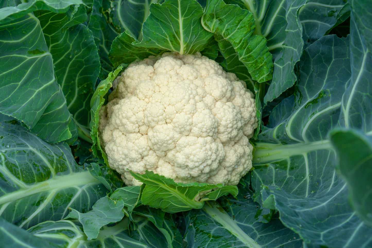 250 SNOWBALL SELFBLANCHING CAULIFLOWER White Brassica Oleracea Vegetable Seeds