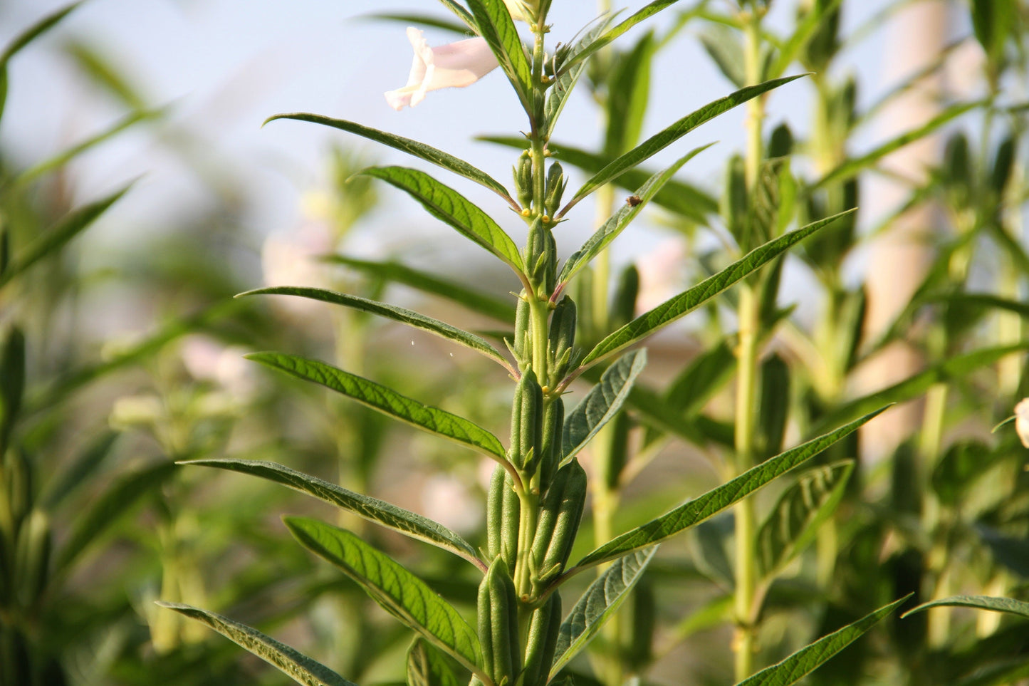 1500 BLACK SESAME Sesamum Indicum Vegetable Flower Seeds