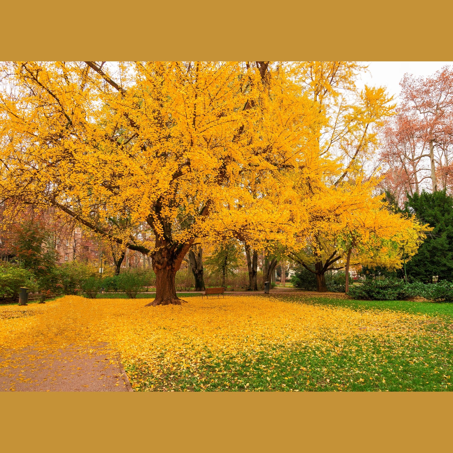 10 GINKGO BILOBA Maidenhair Tree Yellow Fall Orange "Fruit" Herb Seeds