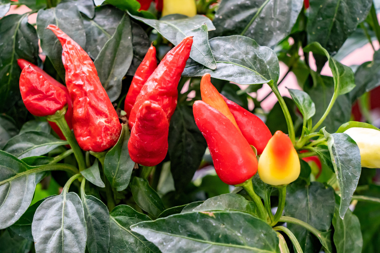 300 ANAHEIM CHILI PEPPER (New Mexico Chili Pepper) Capsicum Annuum Vegetable Seeds