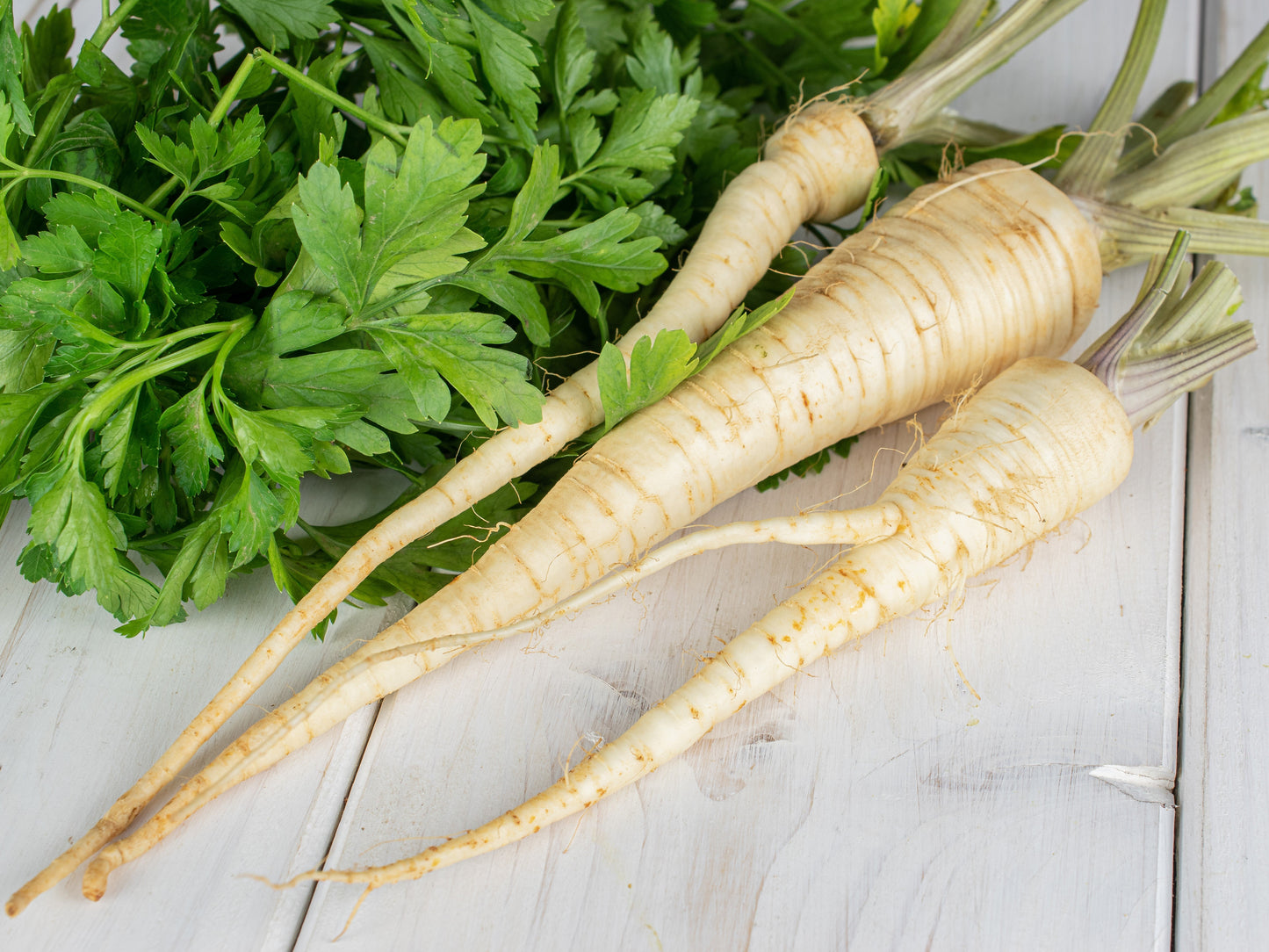 1000 HAMBURG ROOTED PARSLEY Petroselinum Crispum Tuberosum Root Vegetable Seeds