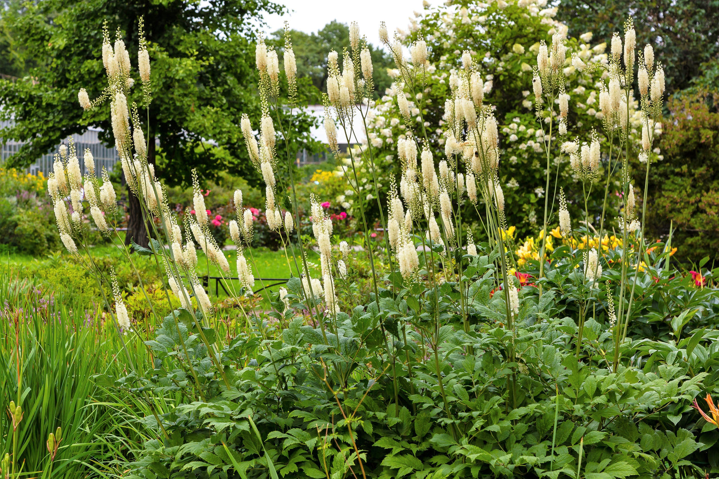 50 BLACK COHOSH Bugbane Actaea Racemosa Cimicifuga Bugbane Snakeroot Native White Shade Flower Herb Seeds