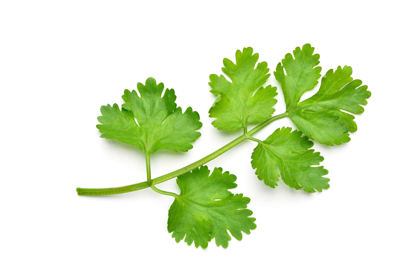 1000 CILANTRO / CORRIANDER / Chinese PARSLEY Coriandrum Sativum Herb Flower Seeds