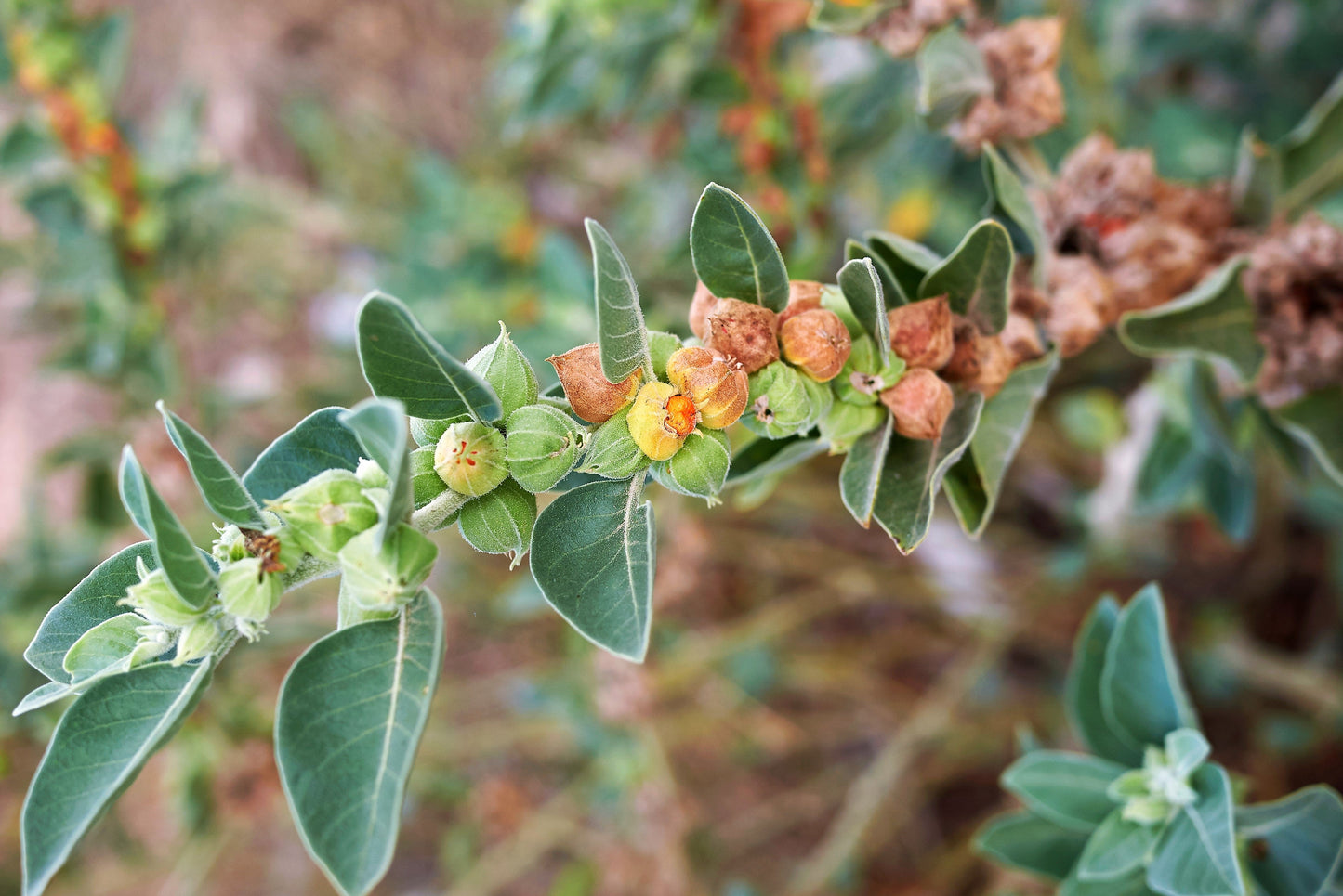 50 INDIAN GINSENG Withania Somnifera Ashwaganda Herb Flower Seeds