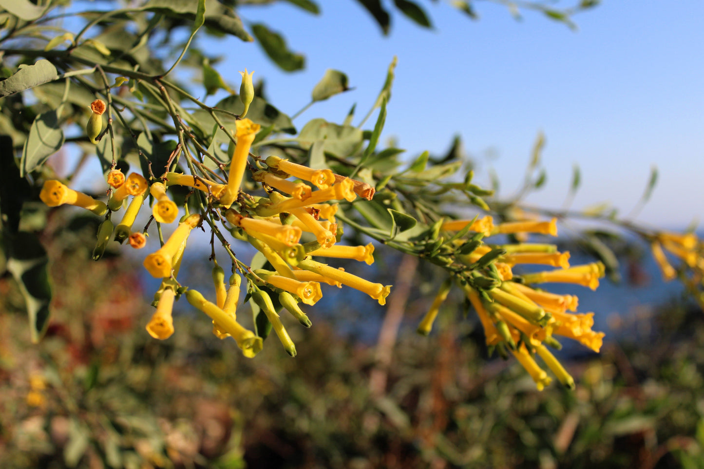 250 TREE TOBACCO Nicotiana Glauca Yellow Trumpet Flower Herb Shrub Seeds