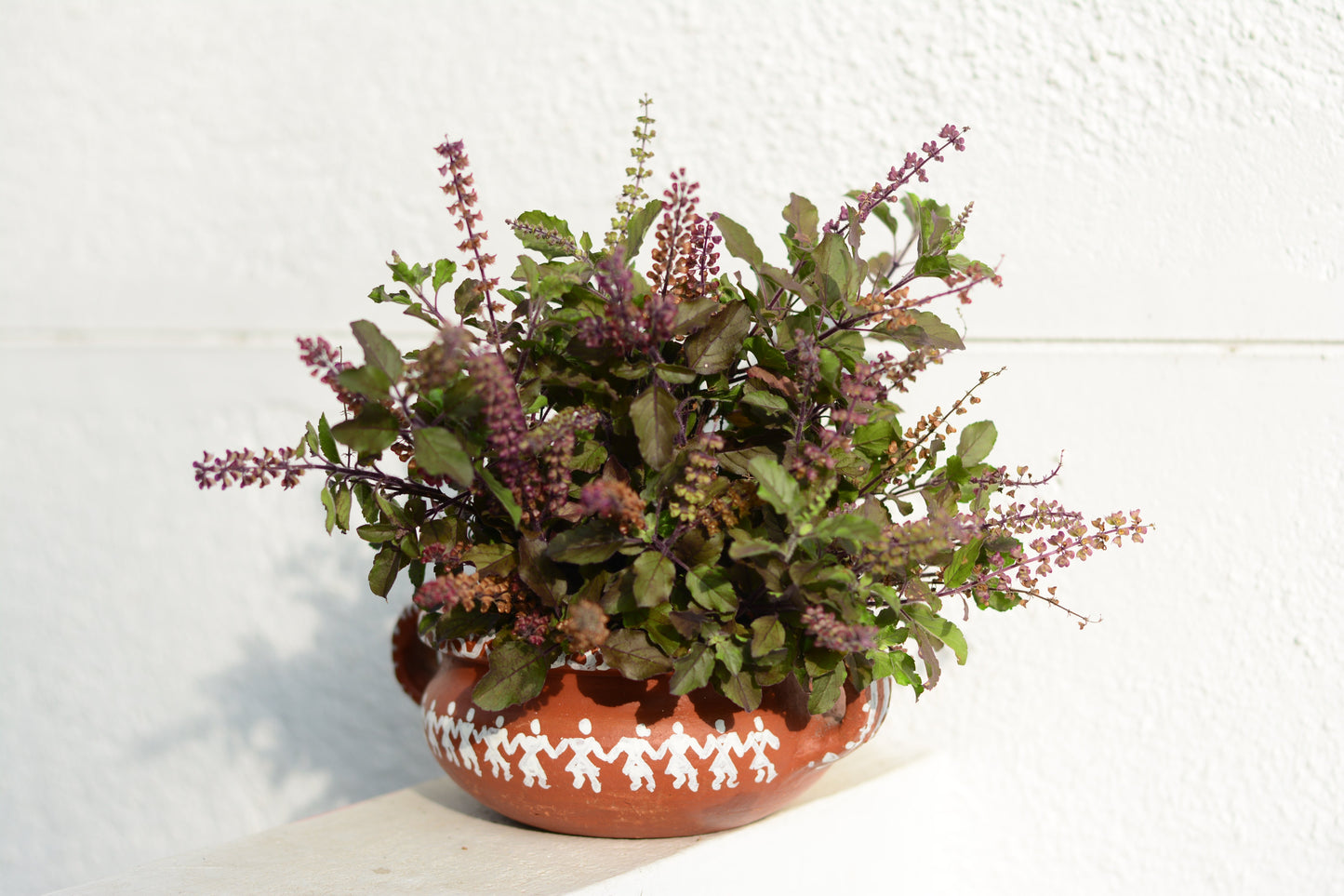 250 Green Tulsi HOLY BASIL Ocimum Sanctum Tenuiflorum Herb Flower Seeds