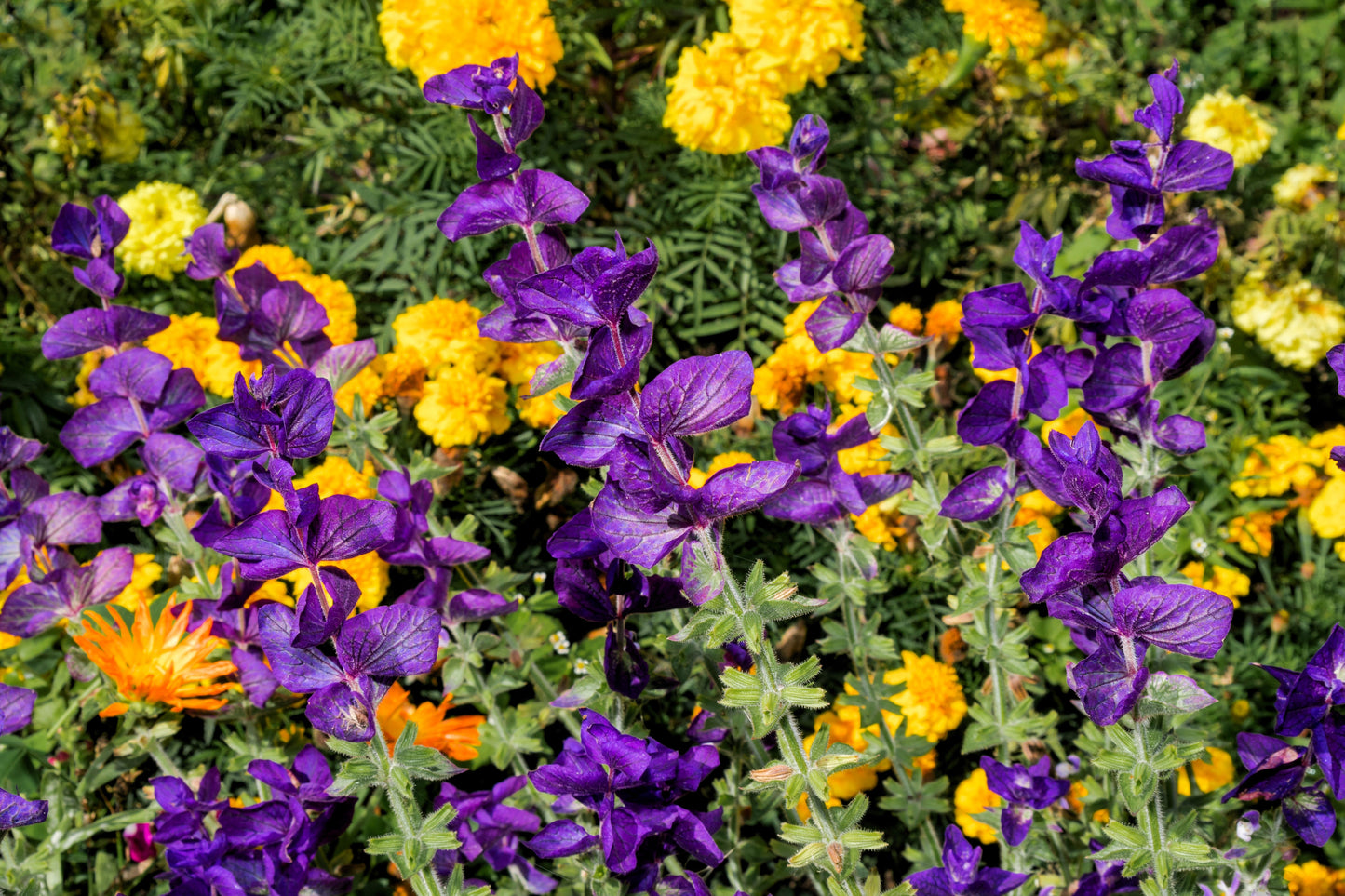 50 BLUE Monday CLARY SAGE Salvia Viridis Horminum Herb Flower Seeds