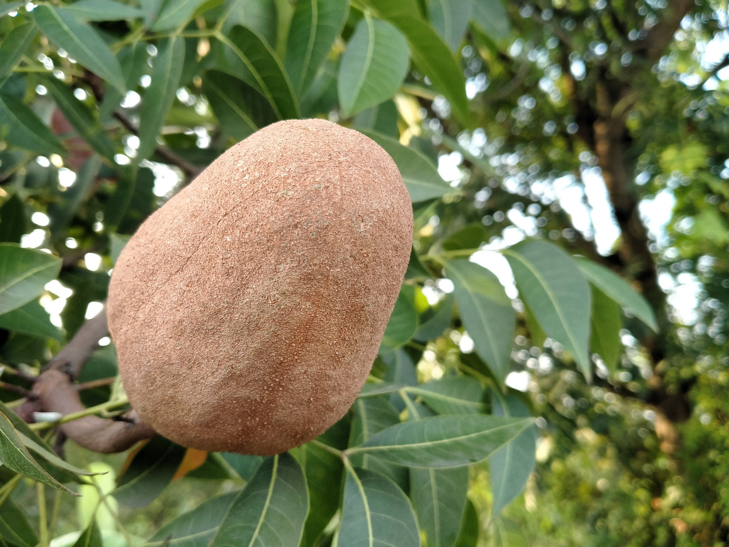 5 TRUE MAHOGANY TREE Honduran Big Leaf Sky Fruit Swietenia Macrophylla Seeds