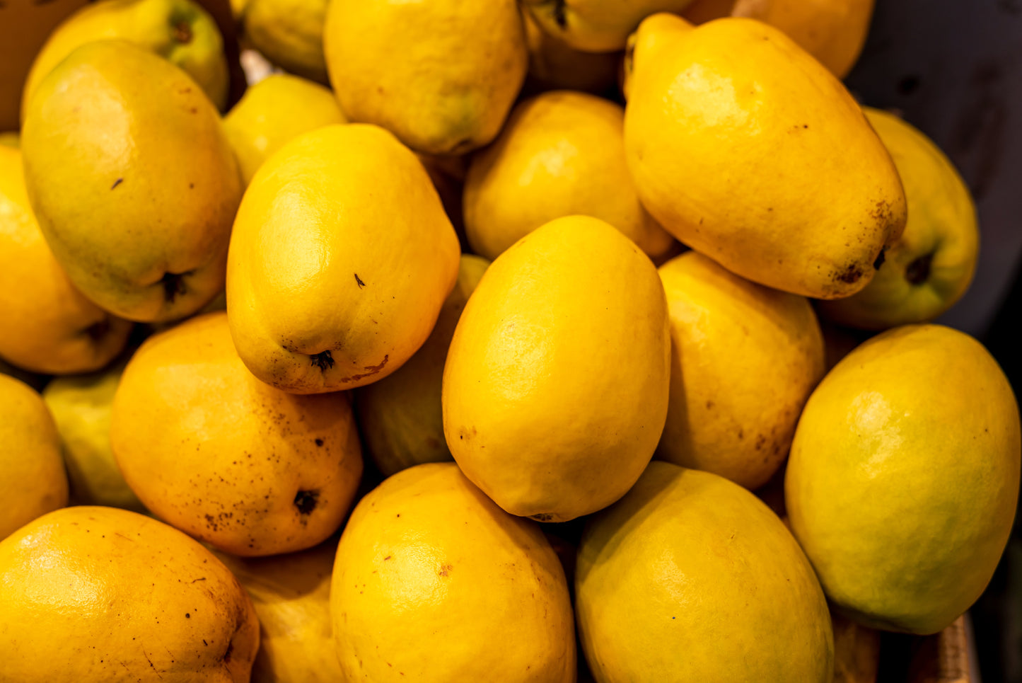 20 Chinese QUINCE FRUIT TREE Chaenomeles Sinensis Pseudocydonia Fruit Flower Seeds Thornless