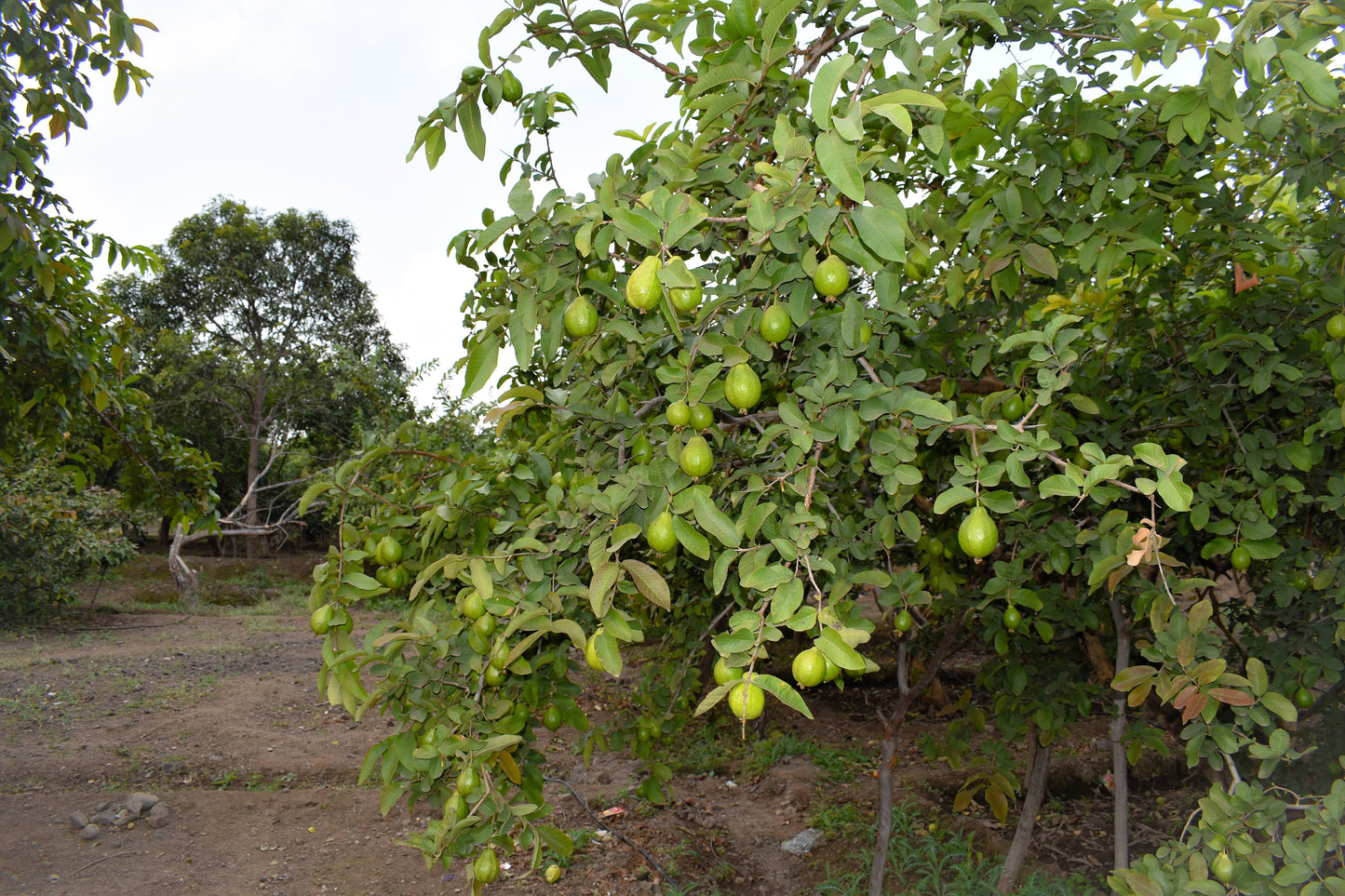 20 GUAVA FRUIT Tree Shrub Psidium Guajava White Flowers Fruit Seeds