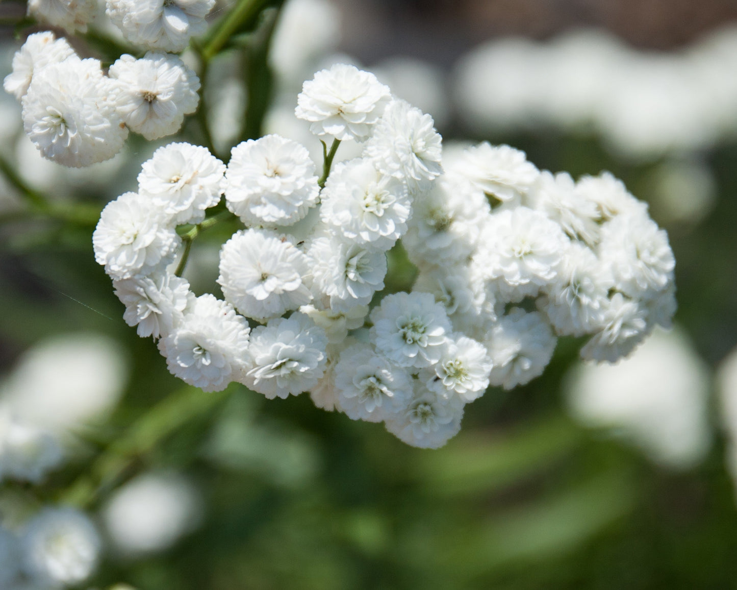 150 PEARL YARROW White Double Achillea Ptarmica Herb Flower Seeds