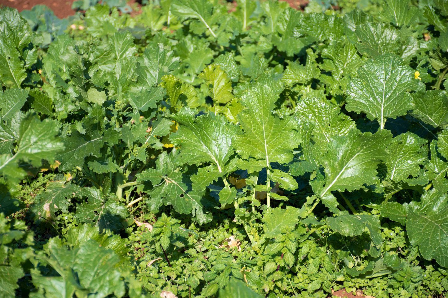 1000 EARLY Fall RAPINI BROCCOLI (Broccoli Raab / Broccoli Rabe / Brocoletti / Cima di Rapa) Brassica Ruvo Vegetable Seeds
