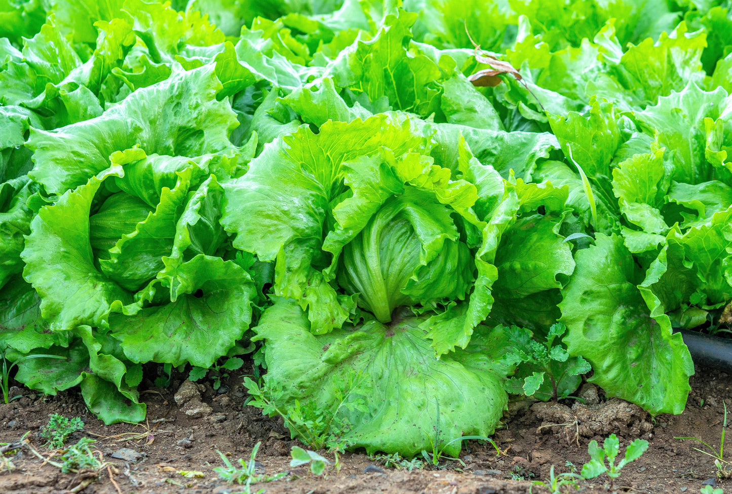 3000 ICEBERG HEAD LETTUCE Lactuca Sativa Vegetable Seeds