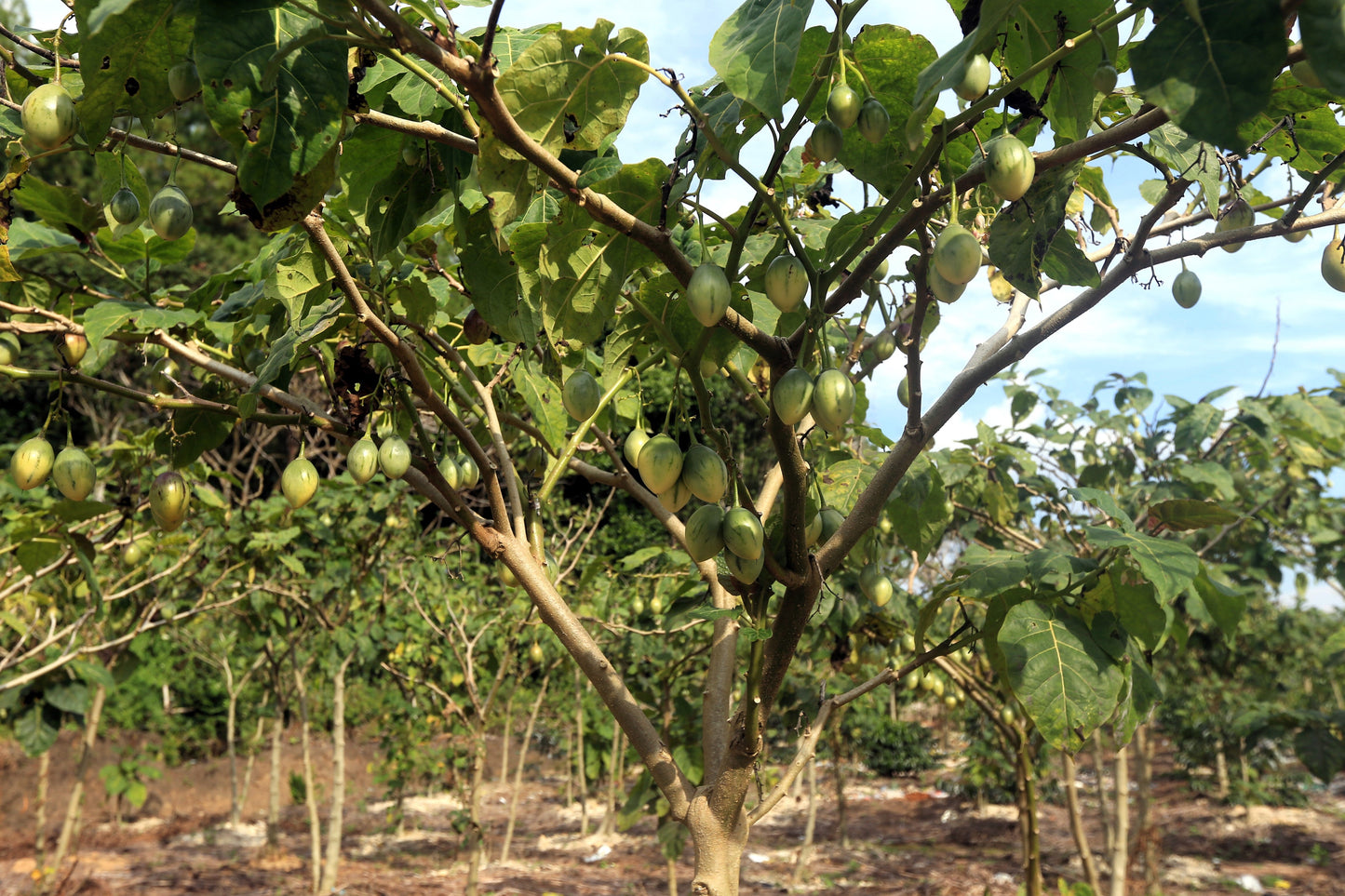 10 TAMARILLO / TREE TOMATO Cyphomandra Betacea Solanum Fruit Tree Seeds