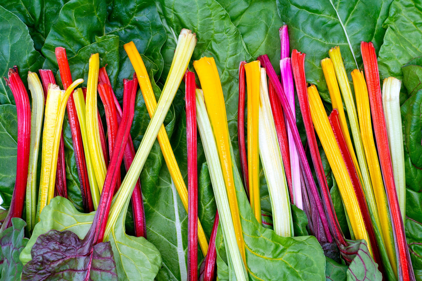 150 RAINBOW MIX SWISS CHARD Mixed Colors Beta Vulgaris Vegetable Seeds