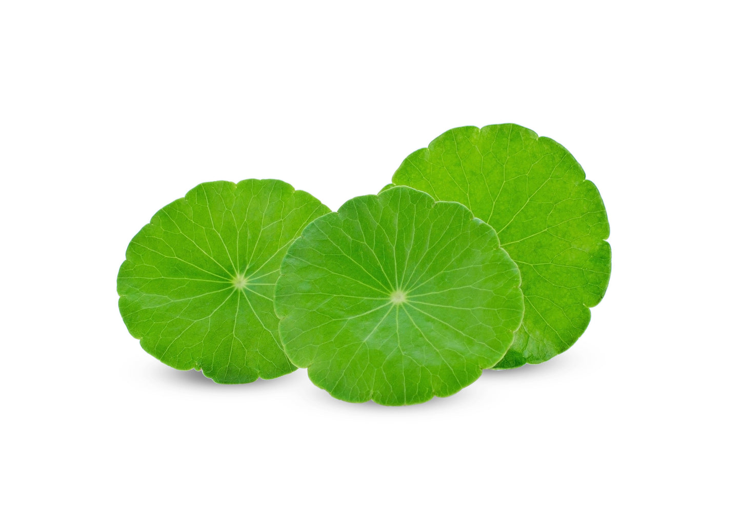 50 SPADELEAF Edible Coinwort Centella Asiatica Gotu Kola Herb Pink Flower Seeds