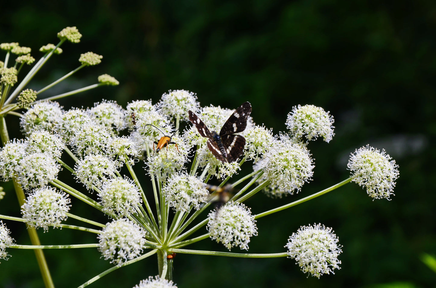30 ANGELICA Archangelica Officinalis Edible Archangel / Holy Ghost Herb Seeds