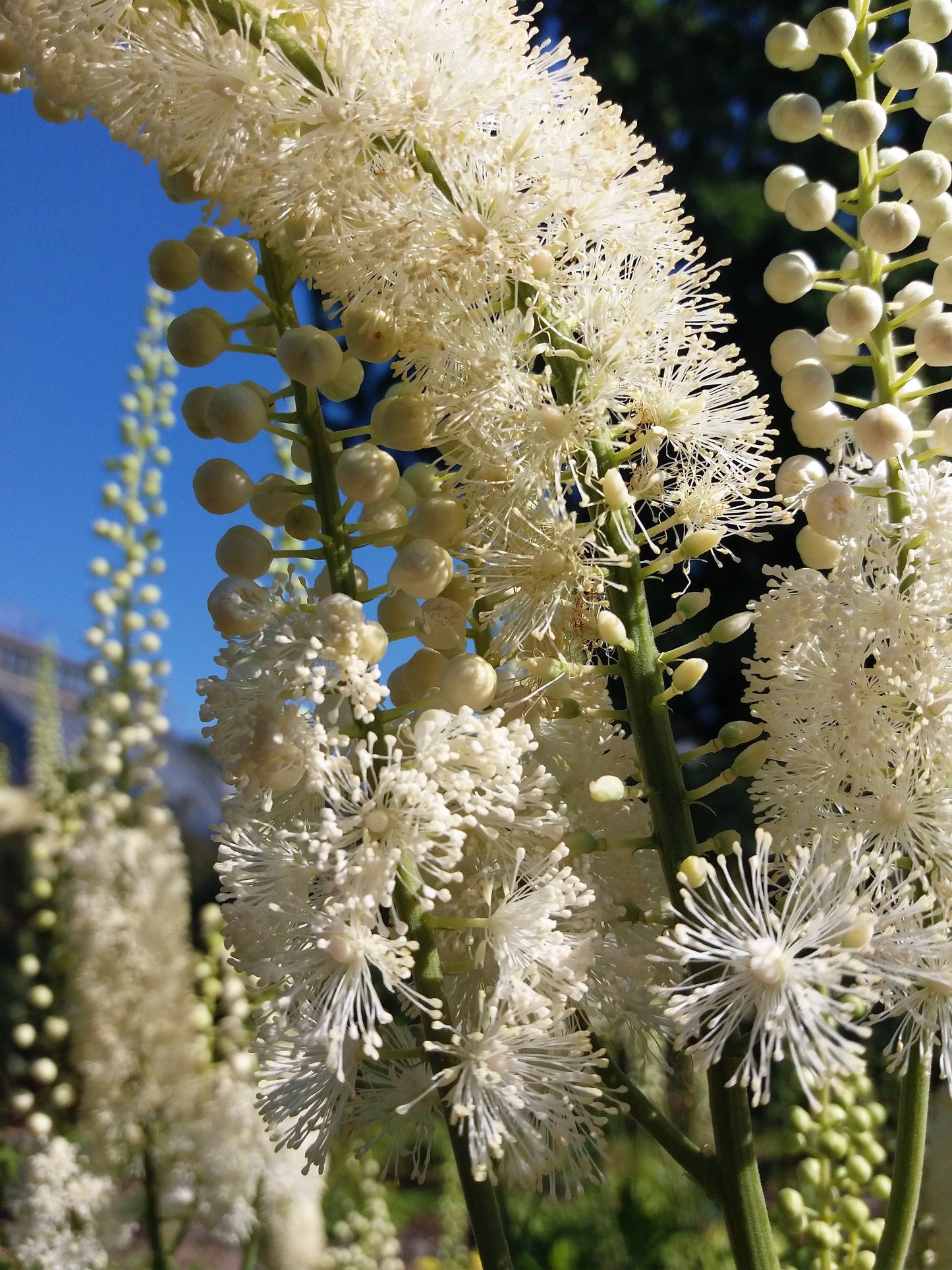 50 BLACK COHOSH Bugbane Actaea Racemosa Cimicifuga Bugbane Snakeroot Native White Shade Flower Herb Seeds
