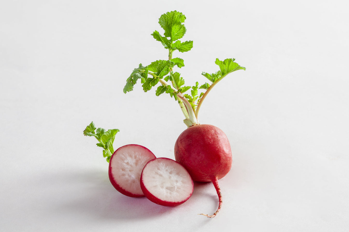 2000 CHERRY BELLE RADISH Raphanus Sativus Vegetable Seeds