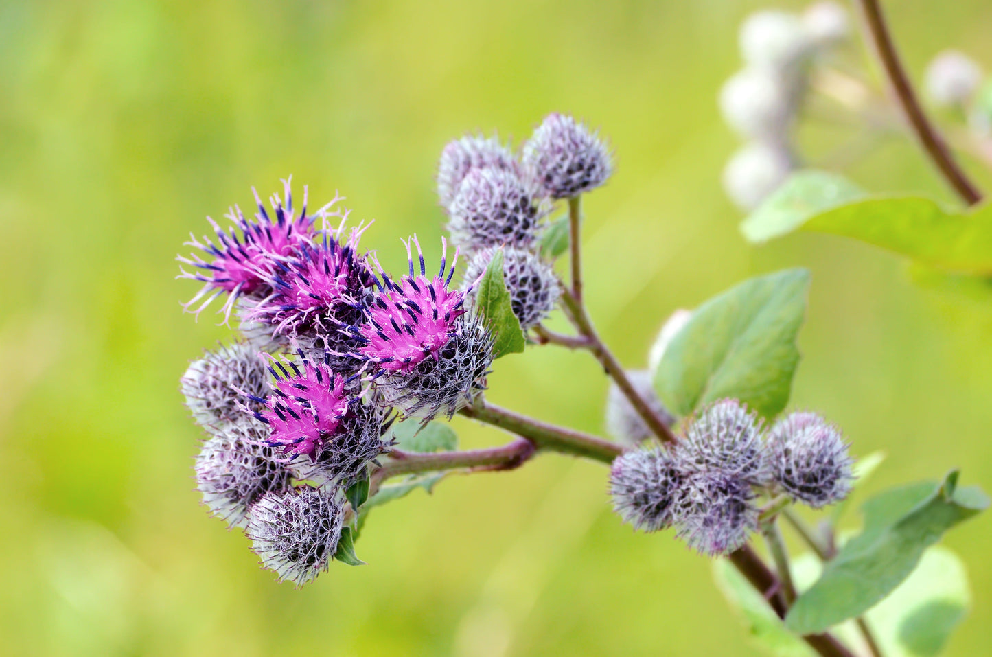 200 Great BURDOCK Arctium Lappa (Edible Burdock / Cockle-Button / Beggar's Buttons) HERB Flower Seeds