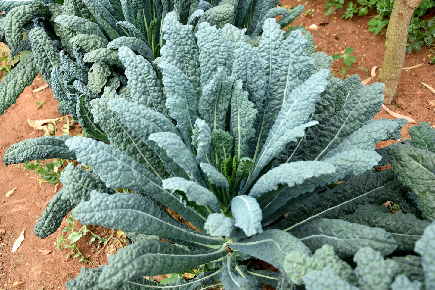 1500 LACINATO KALE Dinosaur Tuscan Black Brassica Oleracea Vegetable Seeds