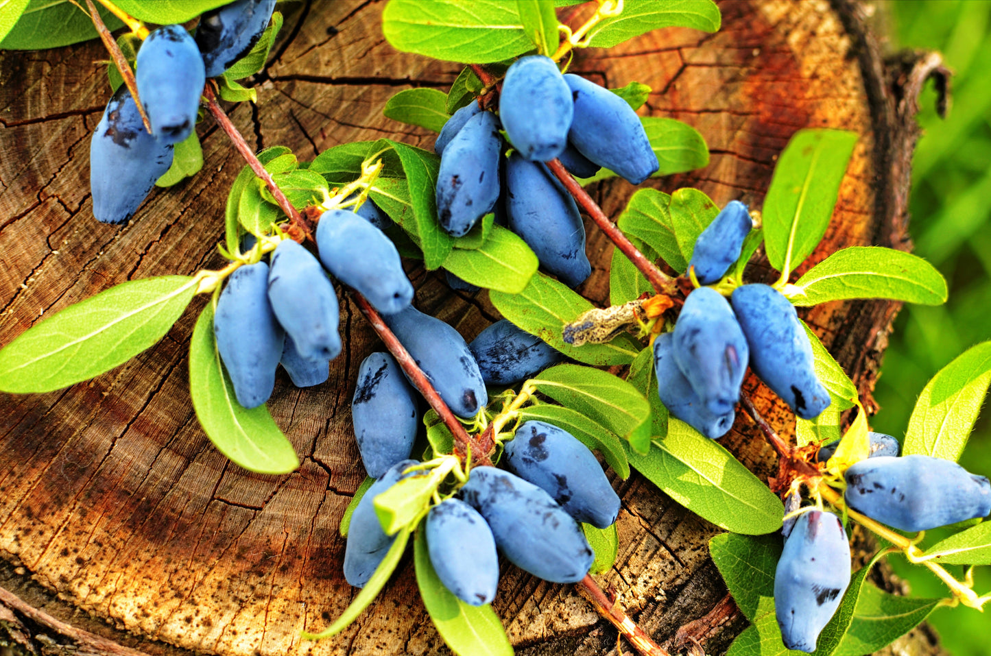 30 HONEYBERRY Blue Honeysuckle Lonicera Caerulea Edible Fruit Shrub Seeds