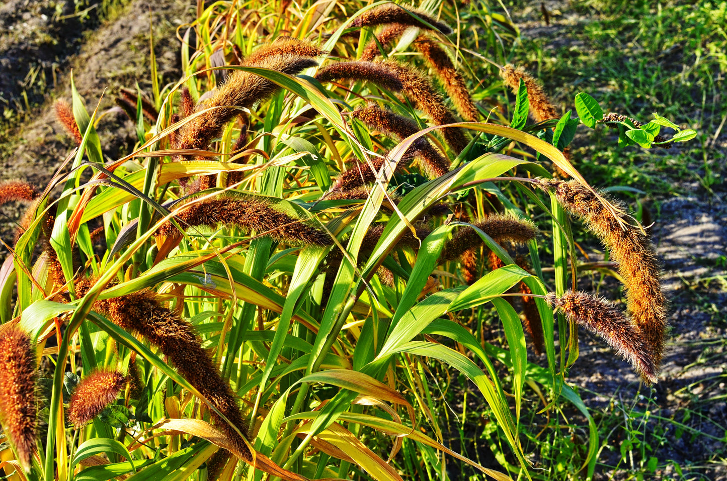 100 FOXTAIL MILLET Setaria Italica Ornamental Grass Flower Seeds