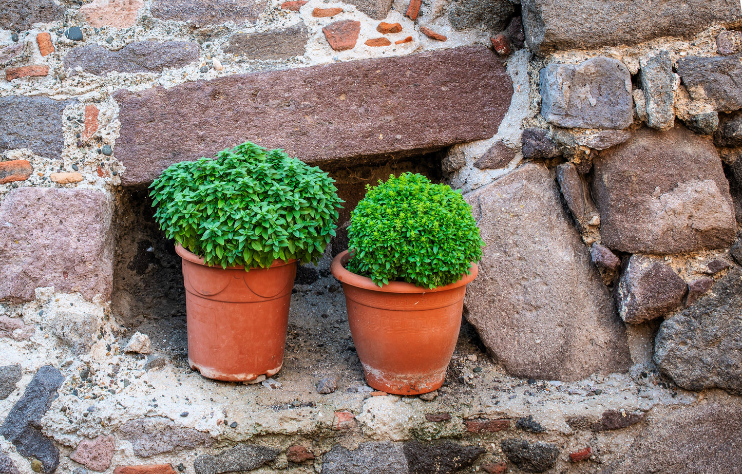 200 SPICY GLOBE BASIL Ocimum Basilicum Herb Flower Seeds