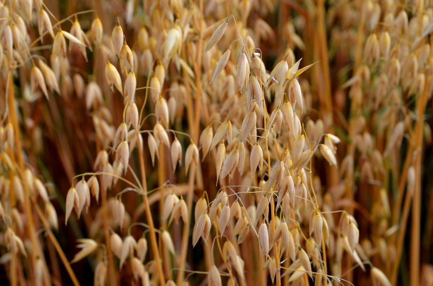 200 ORGANIC OAT Oats Avena Sativa Grain Vegetable Seeds