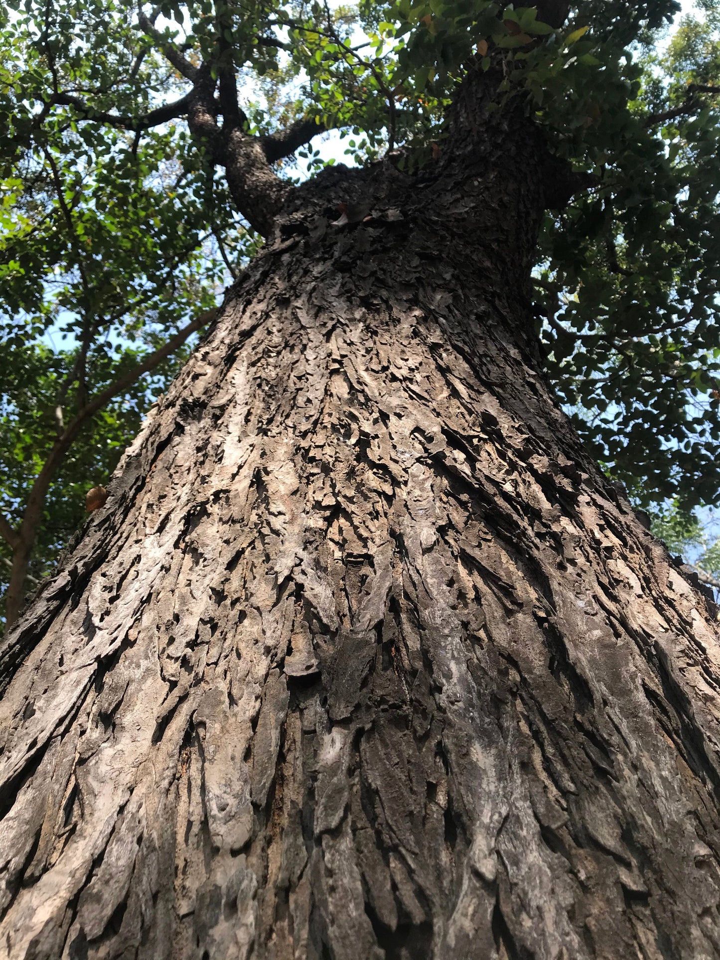 5 TRUE MAHOGANY TREE Honduran Big Leaf Sky Fruit Swietenia Macrophylla Seeds