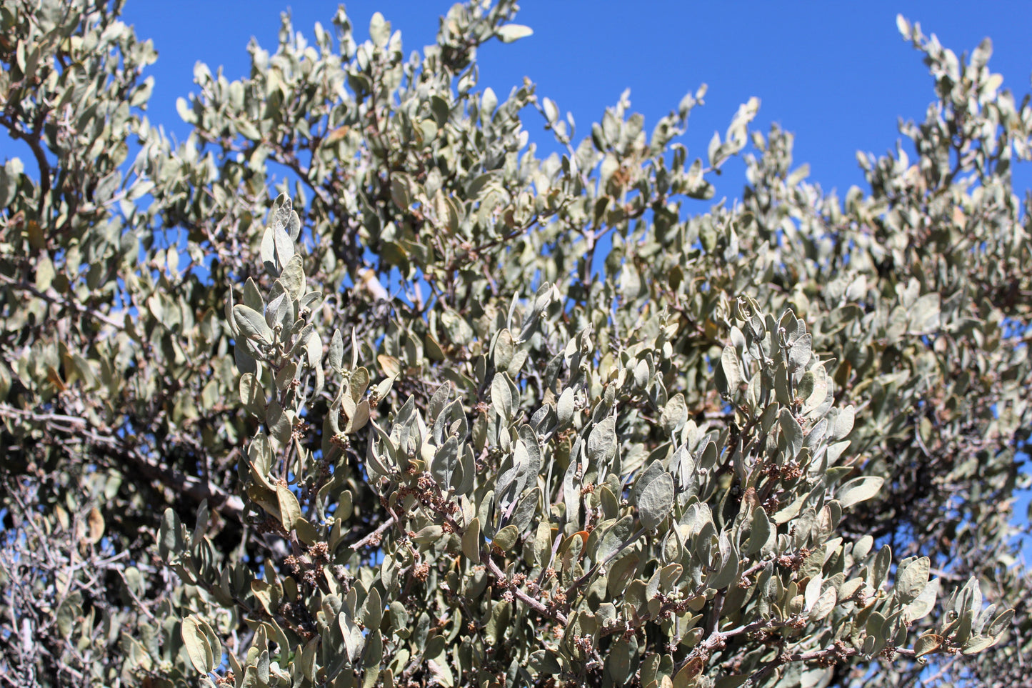 5 JOJOBA Simmondsia Chinensis Fruit Nut Oil Evergreen Shrub Seeds