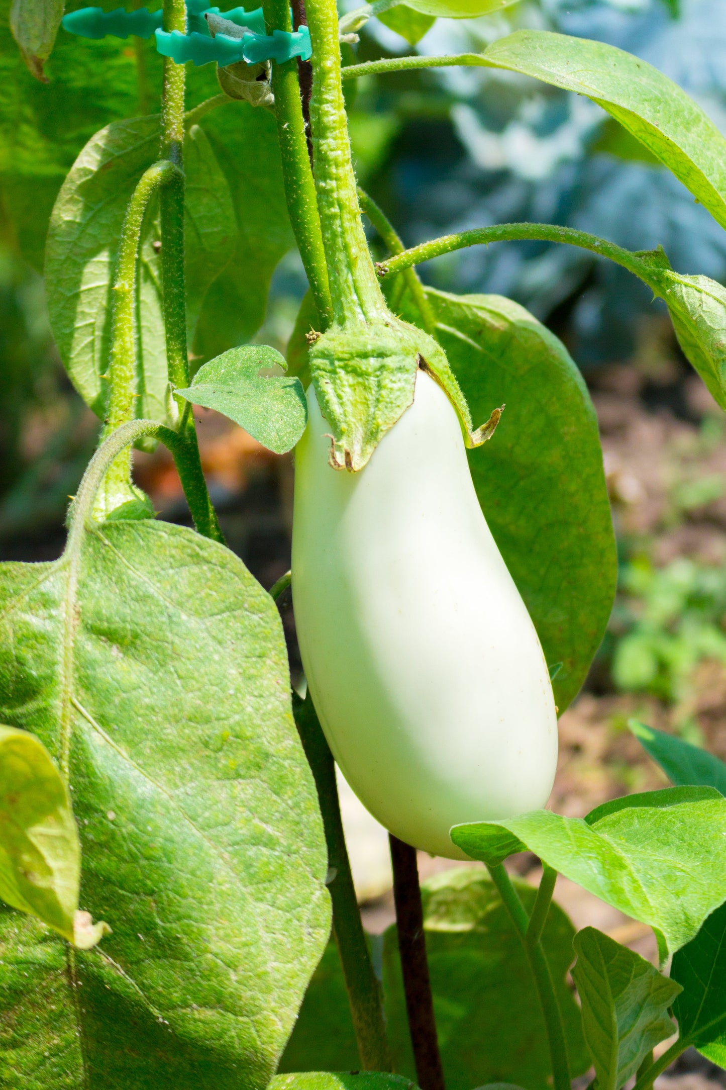 50 CASPER WHITE EGGPLANT Solanum Melongena Fruit / Vegetable Seeds