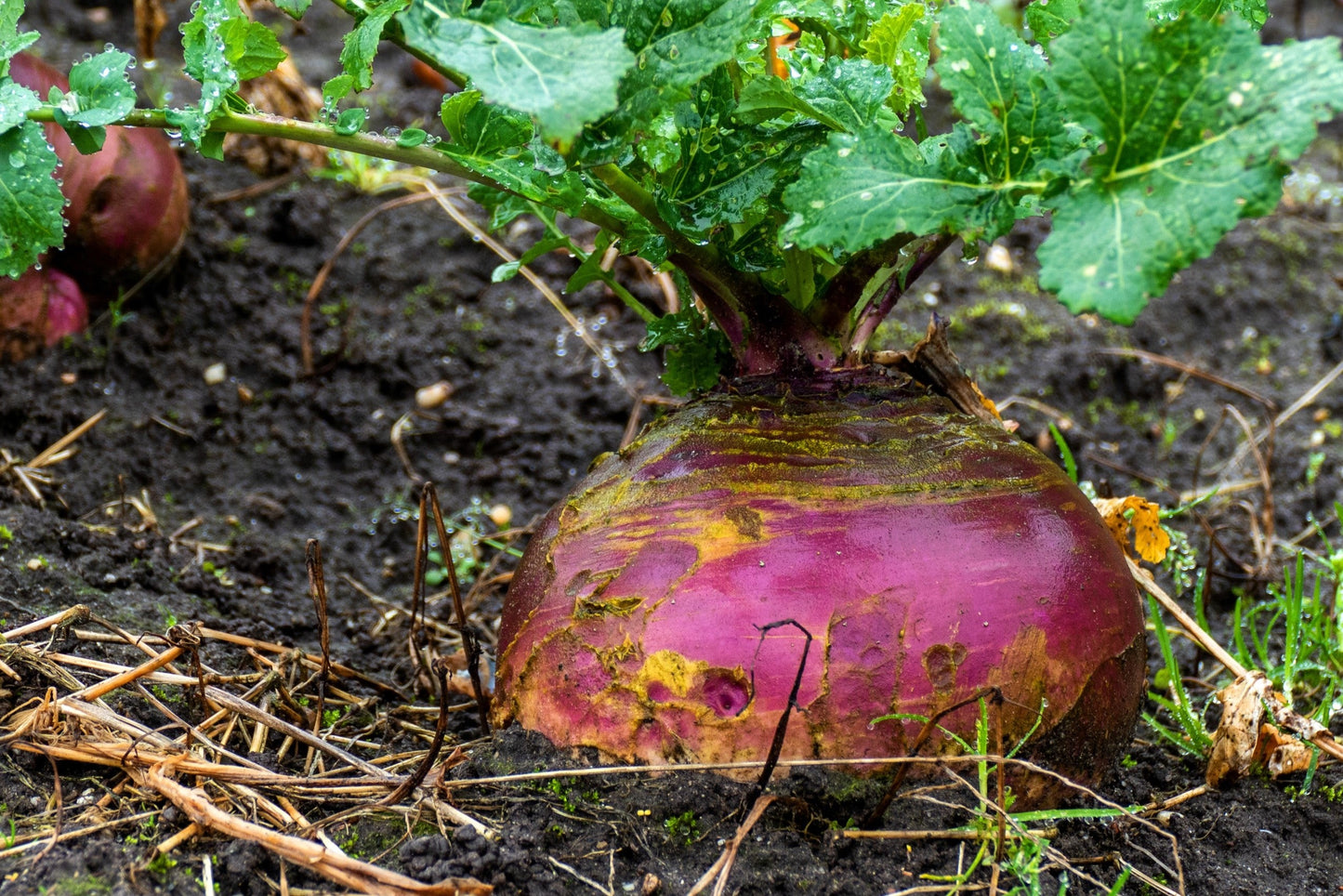 1500 American PURPLE TOP RUTABAGA Brassica Napus Root Vegetable & Greens Seeds