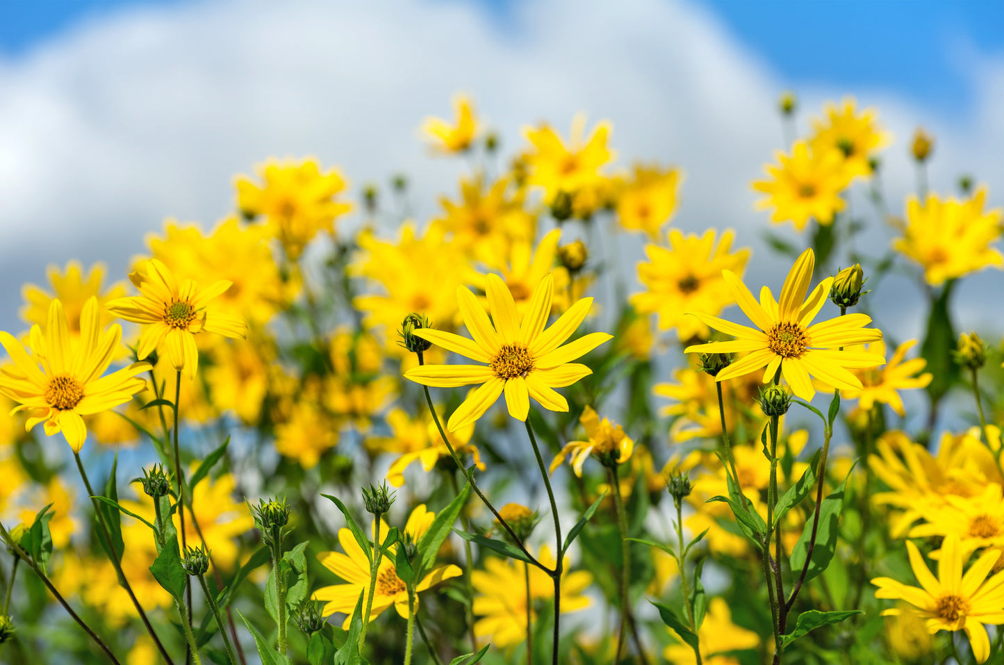 20 JERUSALEM ARTICHOKE Sunchoke Sunroot Helianthus Tuberosus Yellow Sunflower Root Vegetable Seeds