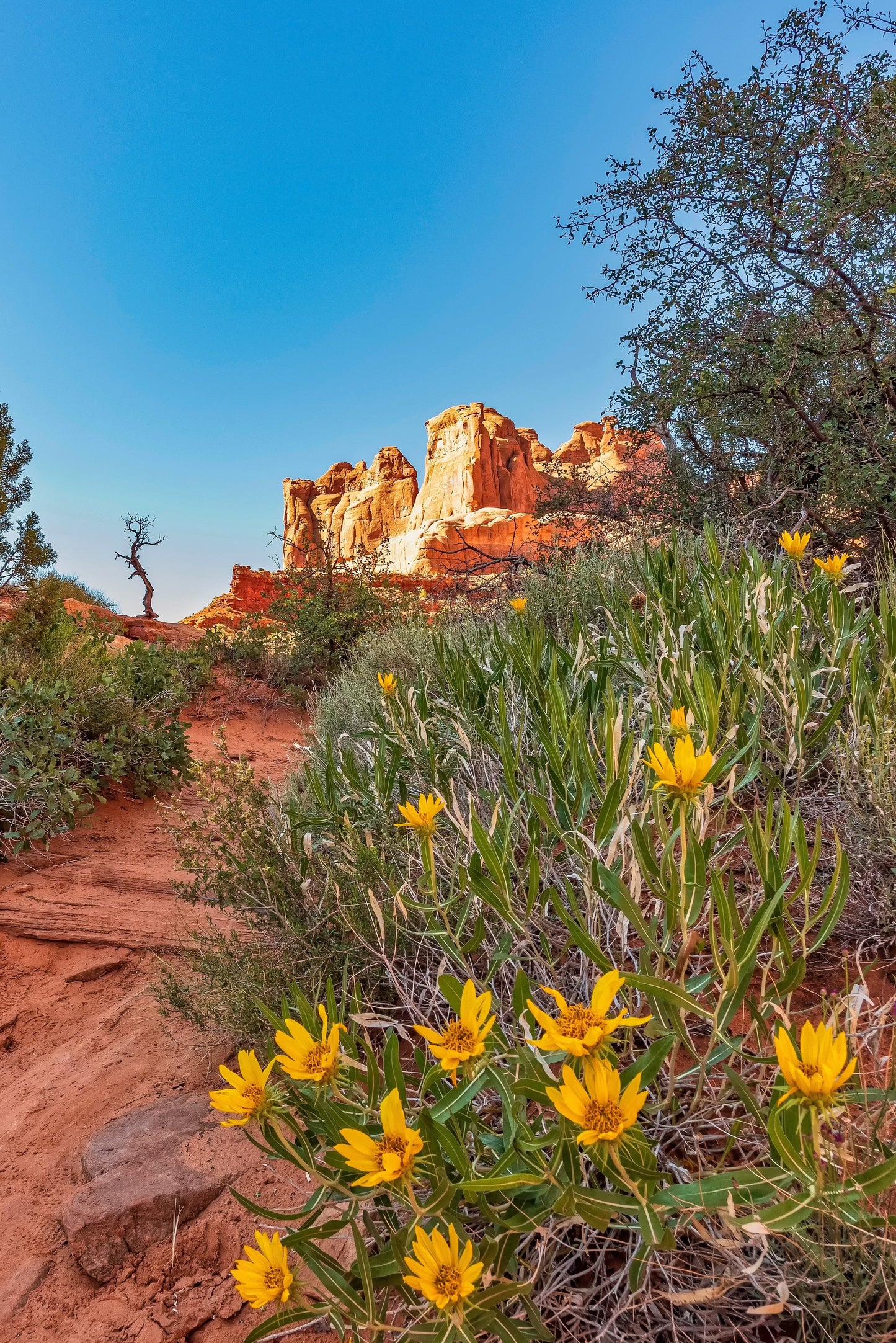 100 HAIRY GOLDEN ASTER Chrysopsis Heterotheca Villosa Herb Yellow Flower Seeds