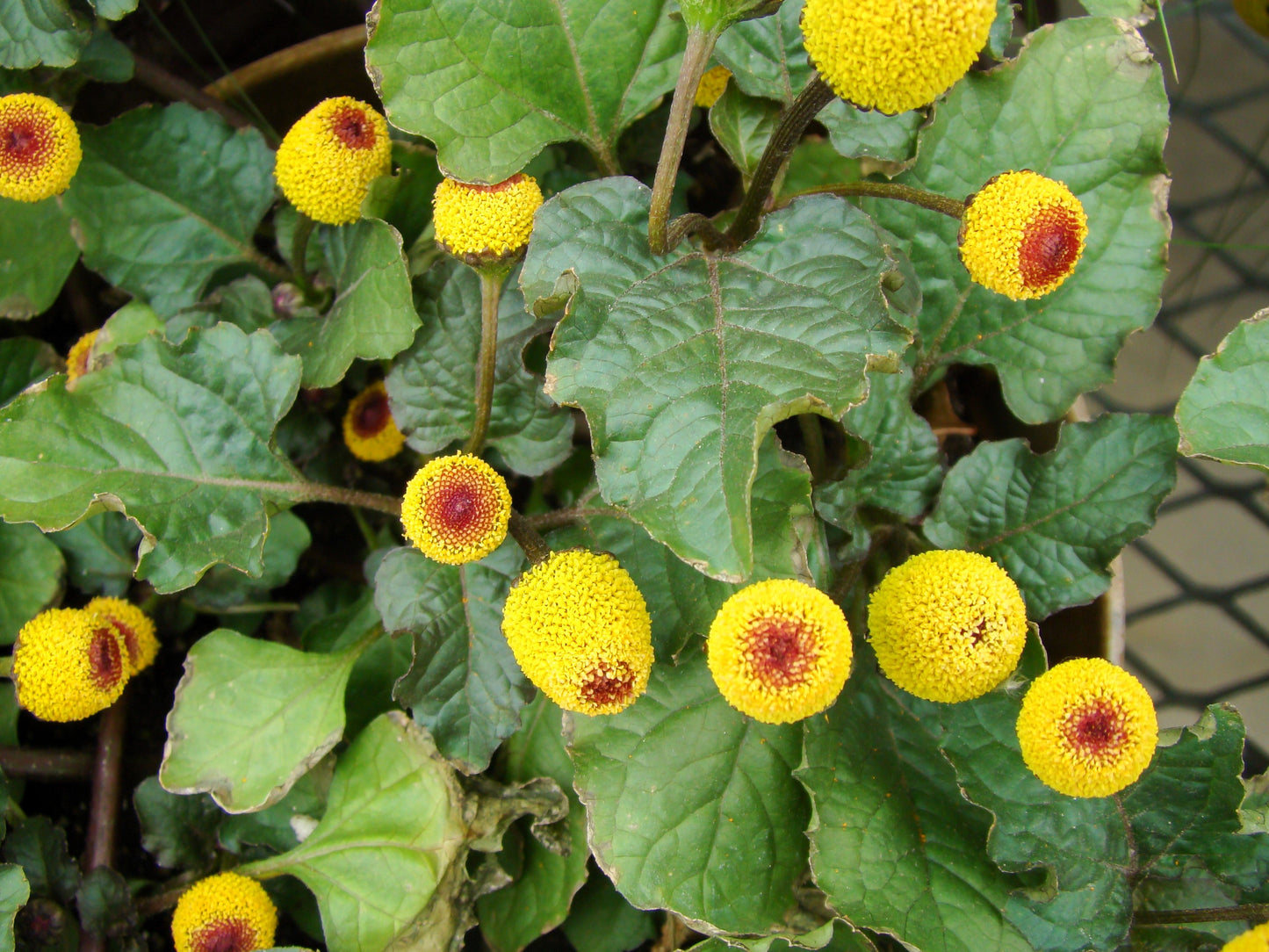 100 TOOTHACHE / EYEBALL PLANT Spilanthes Oleracea Red & Yellow Flower Herb Seeds