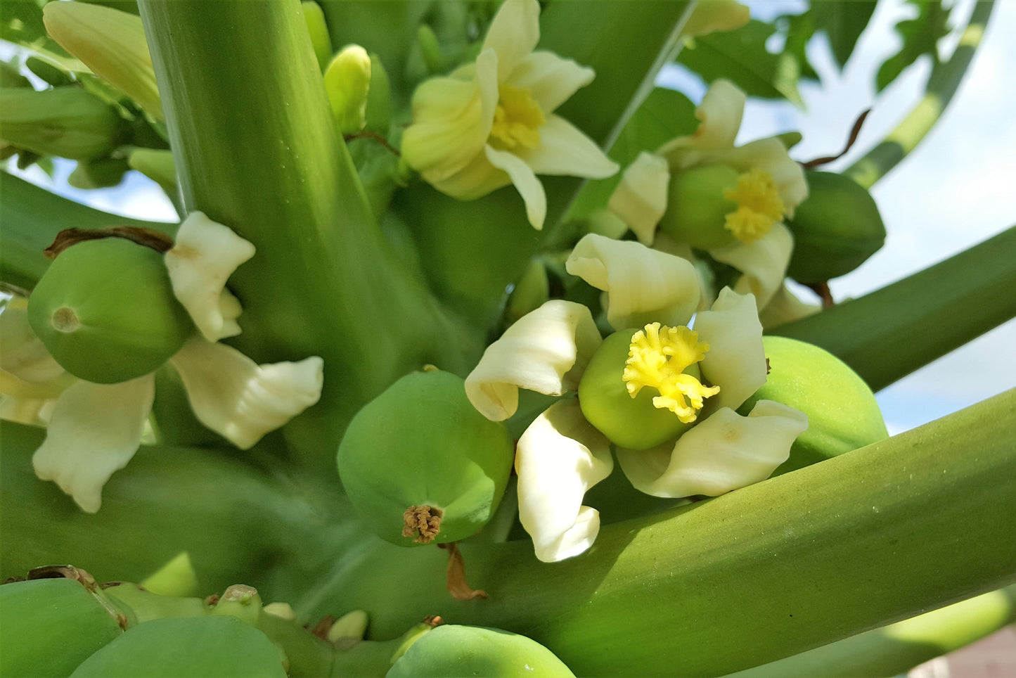 30 PAPAYA MELON Fruit TREE Carica Papaya Seeds