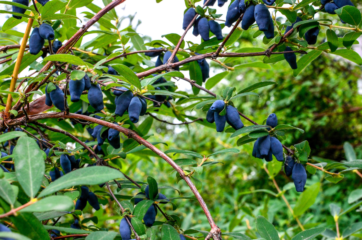 30 HONEYBERRY Blue Honeysuckle Lonicera Caerulea Edible Fruit Shrub Seeds
