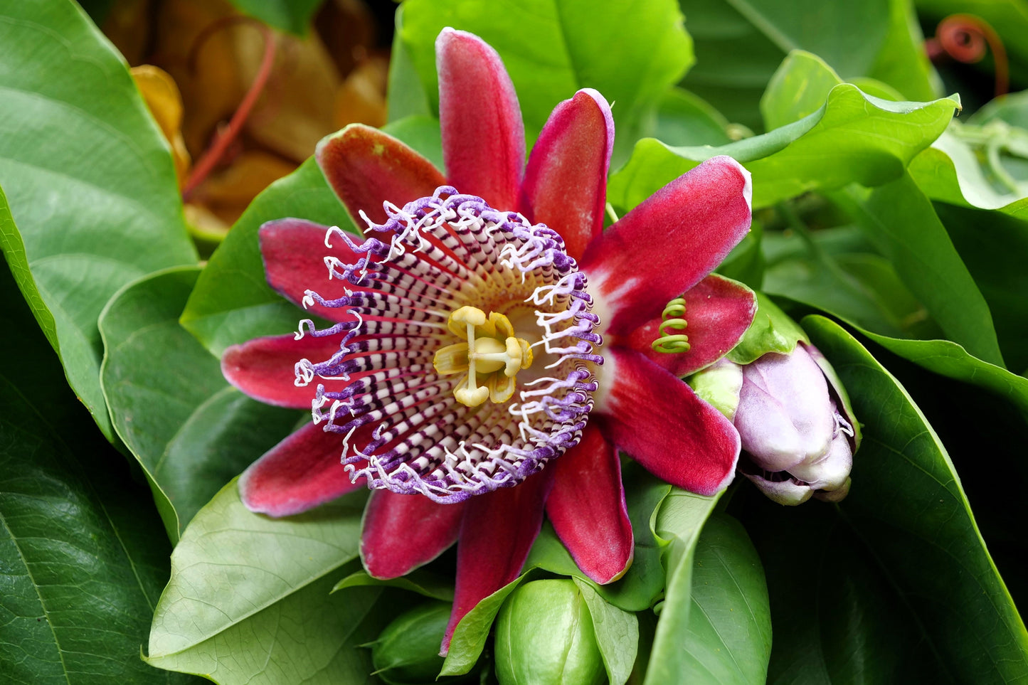 5 GIANT GRANADILLA Red Passion Flower Passiflora Quadrangularis Yellow Fruit Vine Seeds