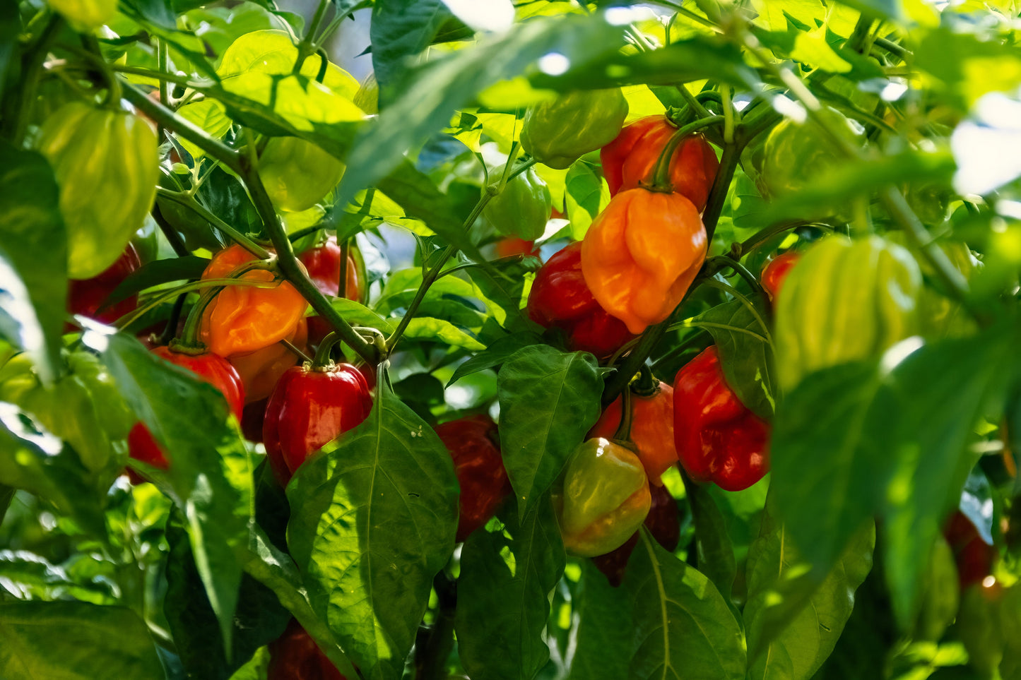 50 Hot RED HABANERO PEPPER Capsicum Chinense Vegetable Seeds