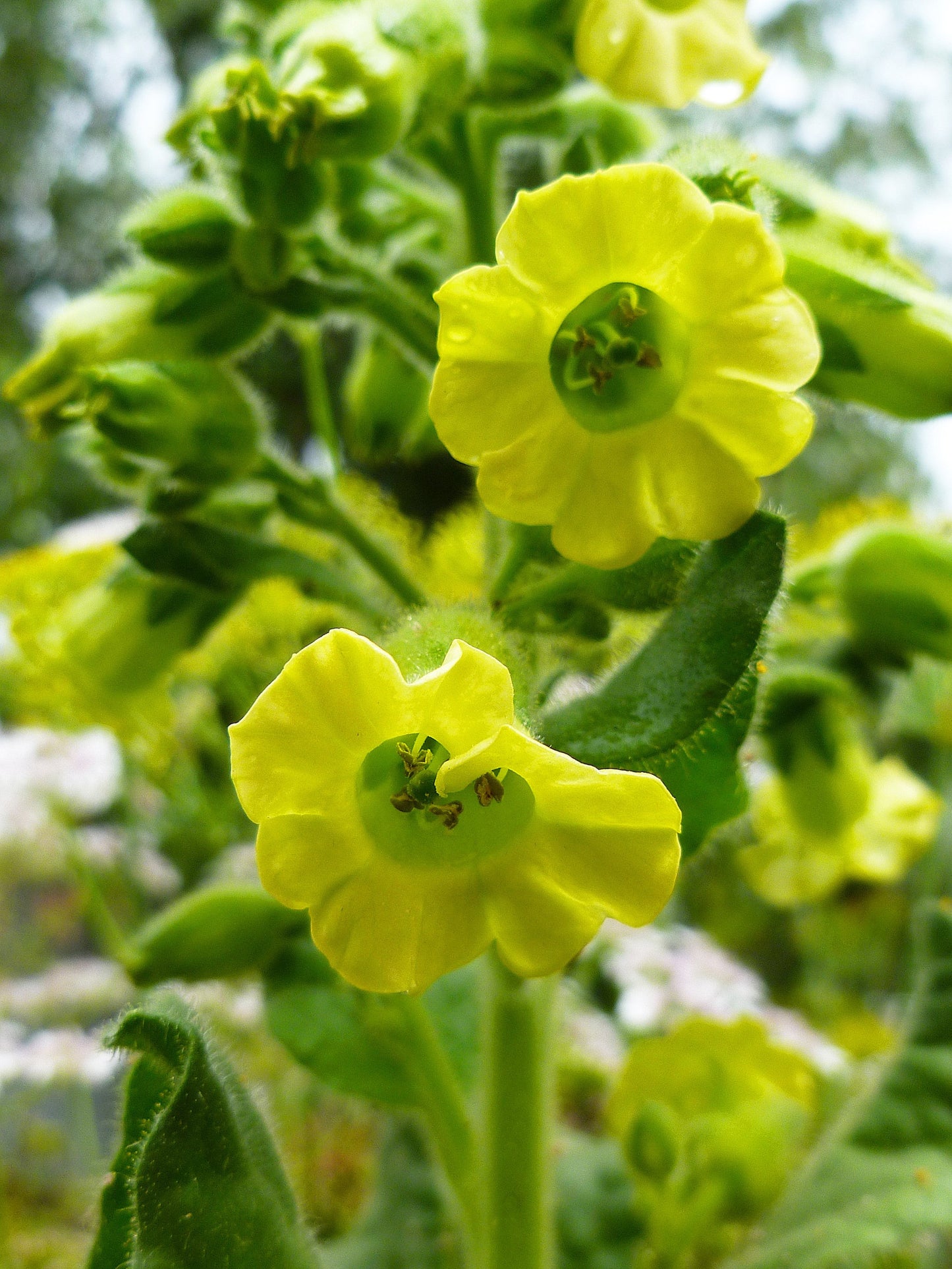 250 AZTEC TOBACCO Midewiwan Sacred Nicotiana Rustica Yellow Flower Herb Seeds