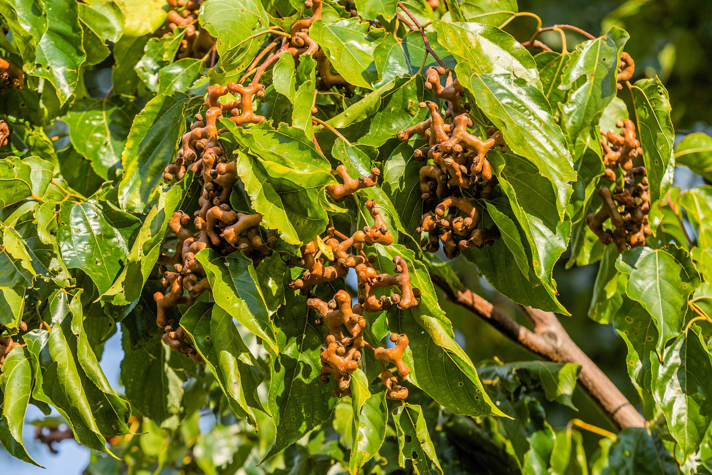 25 JAPANESE RAISIN TREE Edible Fruit Oriental Honey Flowers Hovenia Dulcis Seeds
