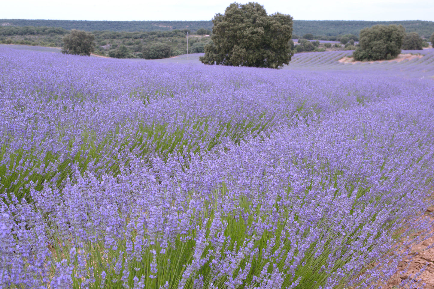 500 True ENGLISH LAVENDER VERA Lavandula Angustifolia Vera Herb Purple Flower Seeds