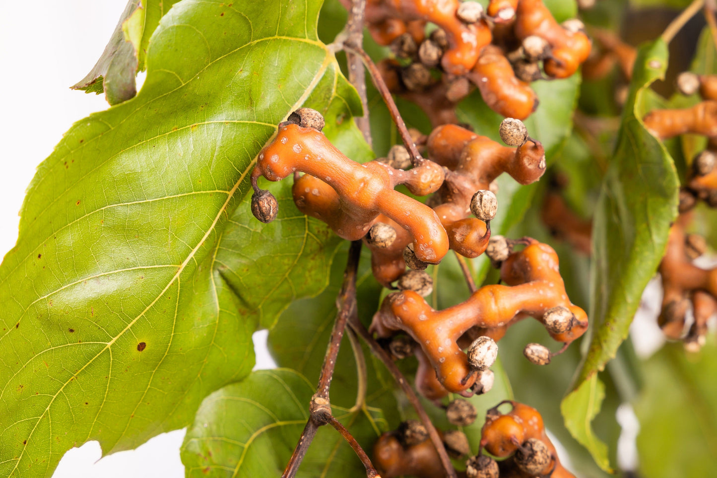 25 JAPANESE RAISIN TREE Edible Fruit Oriental Honey Flowers Hovenia Dulcis Seeds