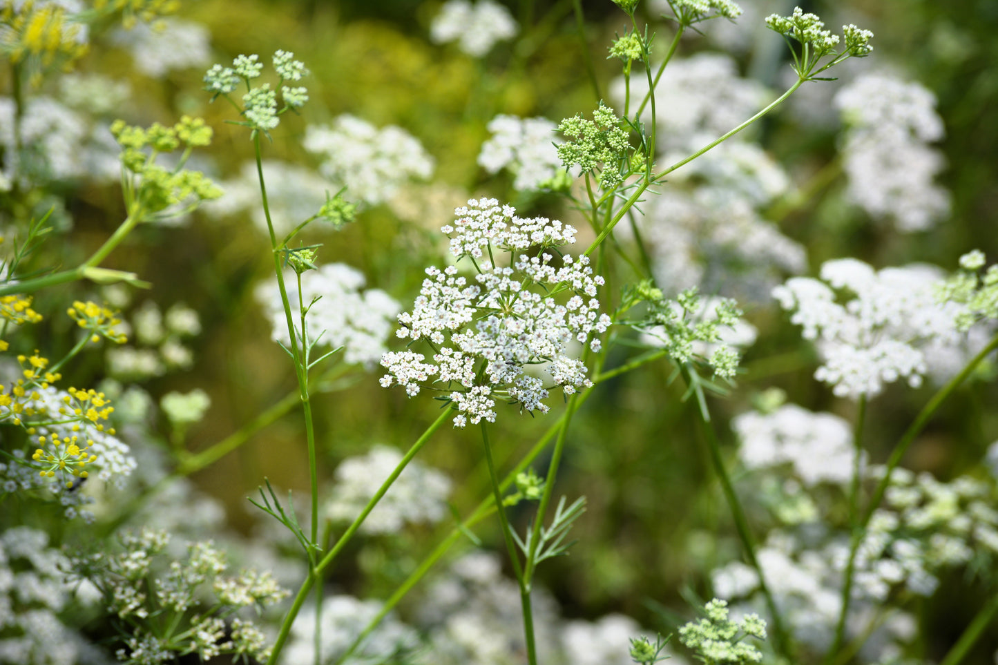 500 Organic CUMIN Cuminum Cyminum Herb Flower Seeds