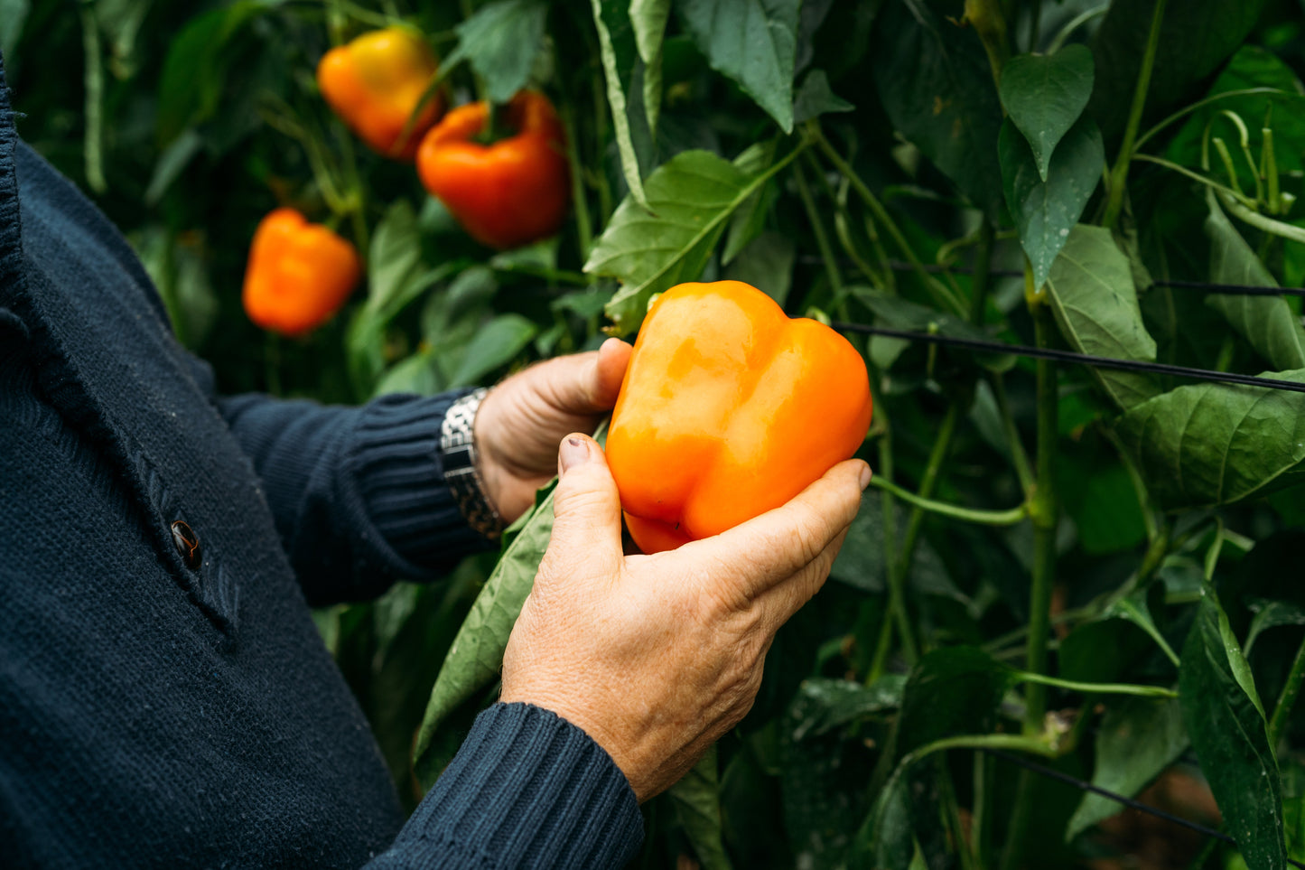 50 ORANGE Sun BELL PEPPER Sweet Capsicum Vegetable Seeds