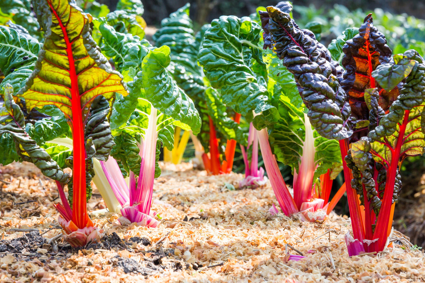 150 Mixed Colors NORTHERN LIGHTS  SWISS CHARD (Perpetual Spinach) Beta Vulgaris Cicla Vegetable Seeds